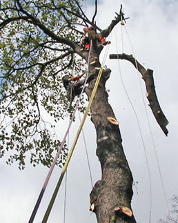 abattage d'arbres haute savoie